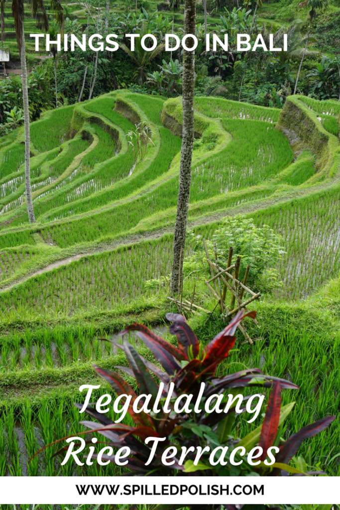 Things to do in Bali: Tegallalang Rice Terraces